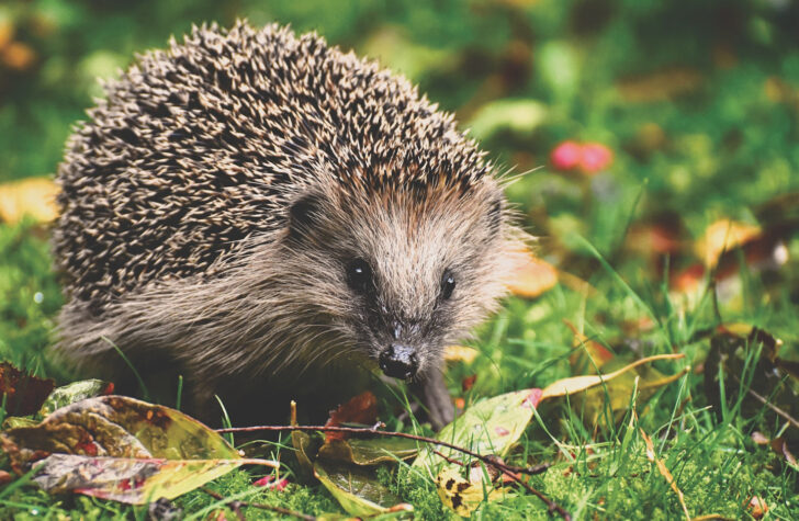 A hedgehog