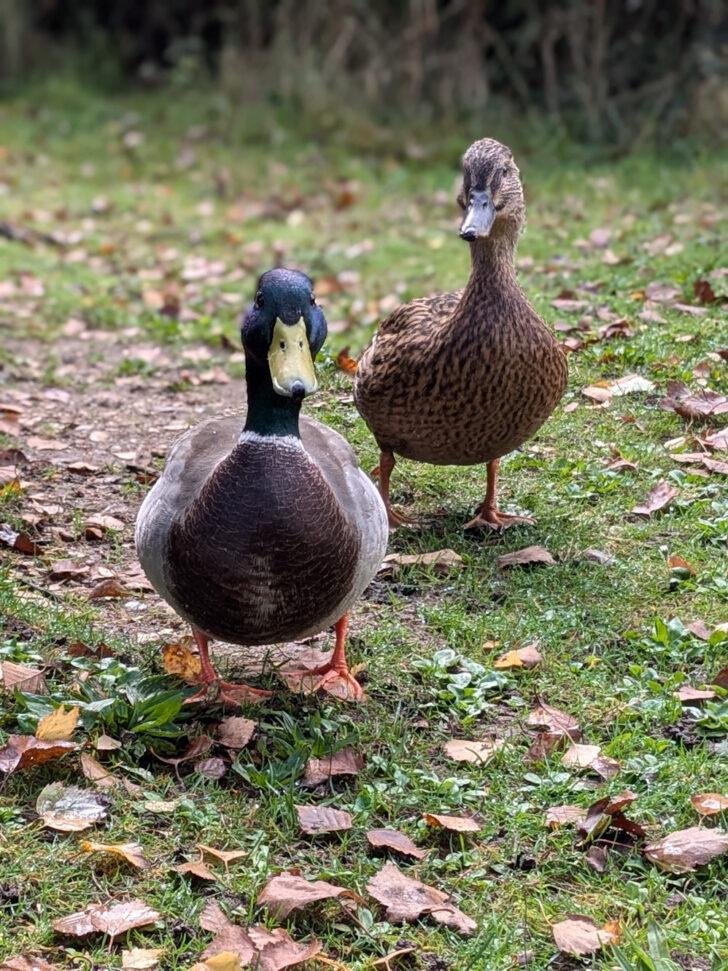 A pair of mallards photographed at Pensthorpe nature reserve