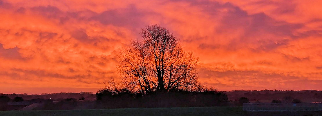 A glowing evening red sky with a bare tree in silhouette