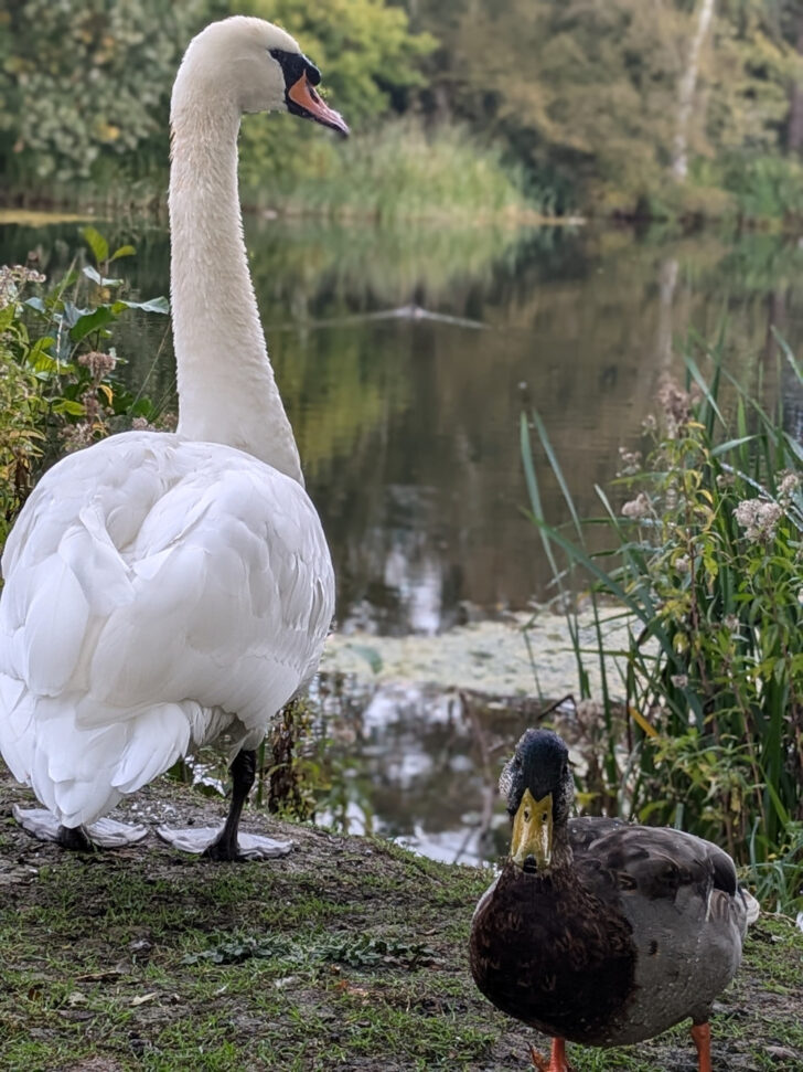A swan and a mallard photographed at Pensthorpe nature reserve