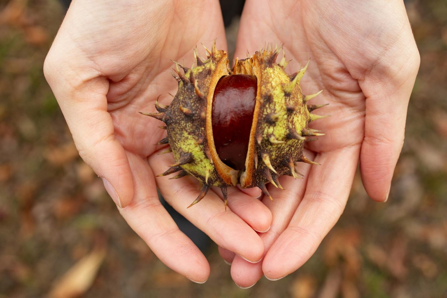 Nature’s autumn treasure - the humble conker - CPRE Norfolk