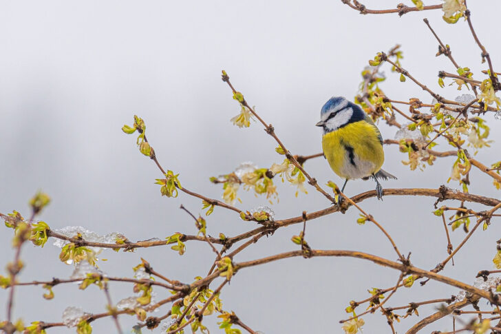 A blue tit perched on a frosty forsythia branch in winter