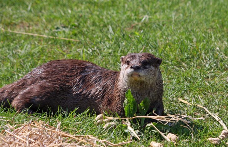 A European river otter standing on grass