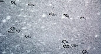 Otter Tracks on the Snow-Covered Ice