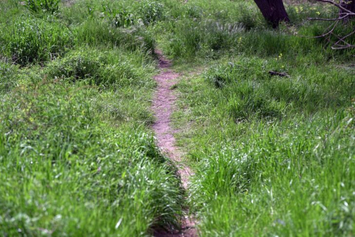A path in the grass, a path for animals
