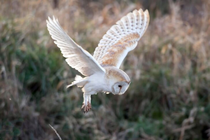 A barn owl in flight