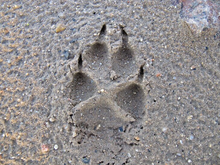 Fox tracks - a single fox footprint in sand