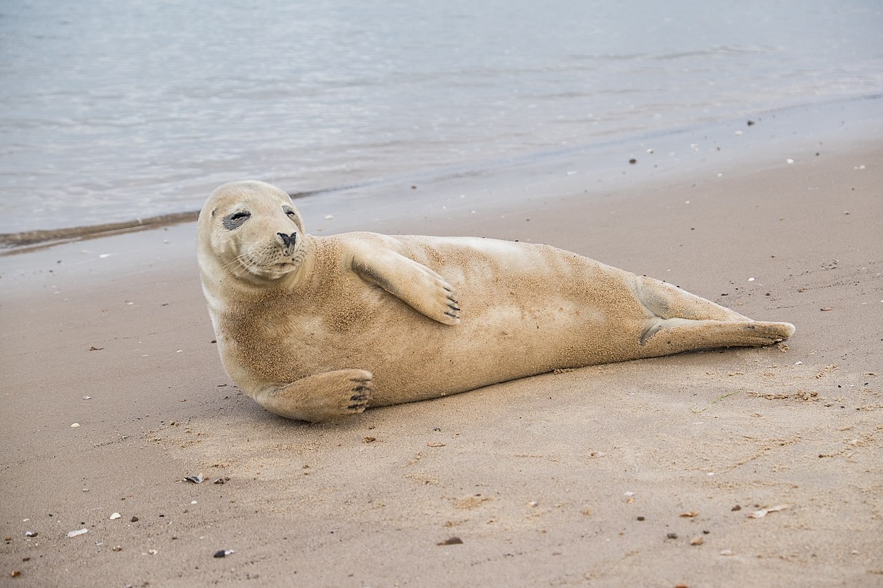 A grey seal (Halichoerus grypus) on the beach at Wells-next-the-Sea, Norfolk