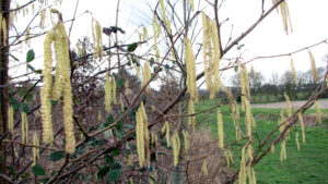 Clusters of hazel catkins in Stoke Holy Cross