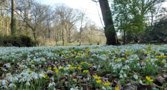 Snowdrops and aconites at Walsingham Abbey, Norfolk