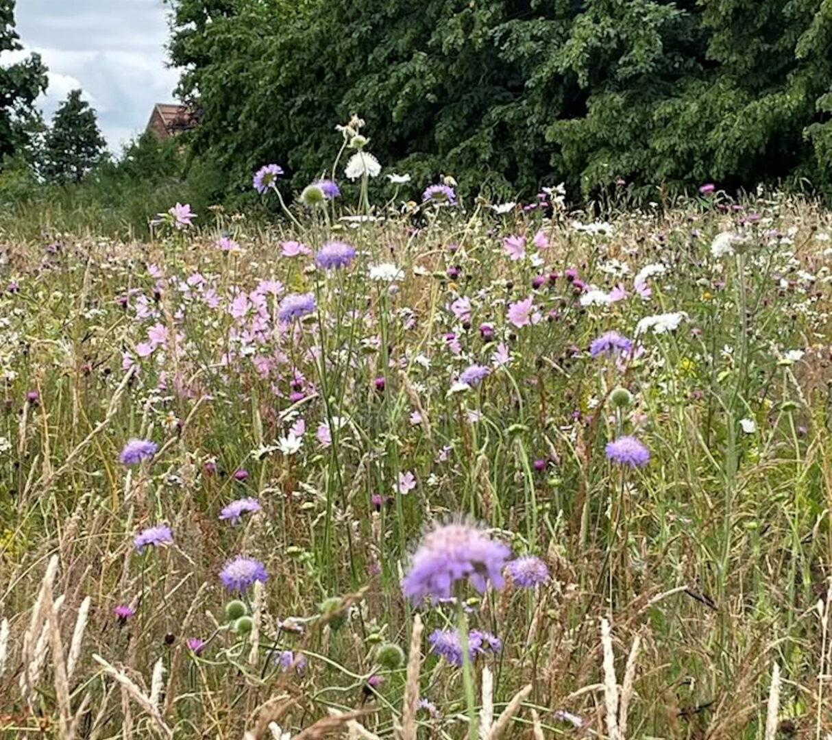 Martha's Meadow is 2 acres of Wild Garden in Southery, Norfol