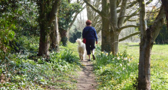 Woman and dog walking through daffodil woods
