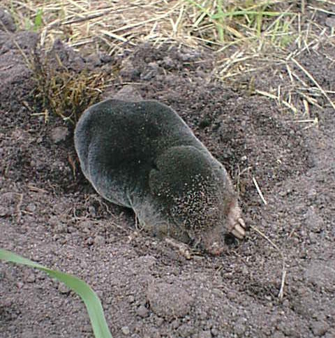 A mole digging in soil