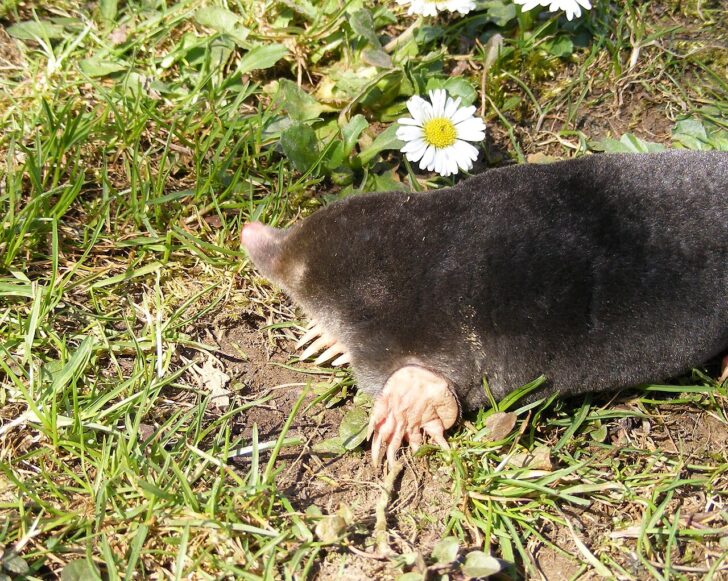 A close up of a mole on grass