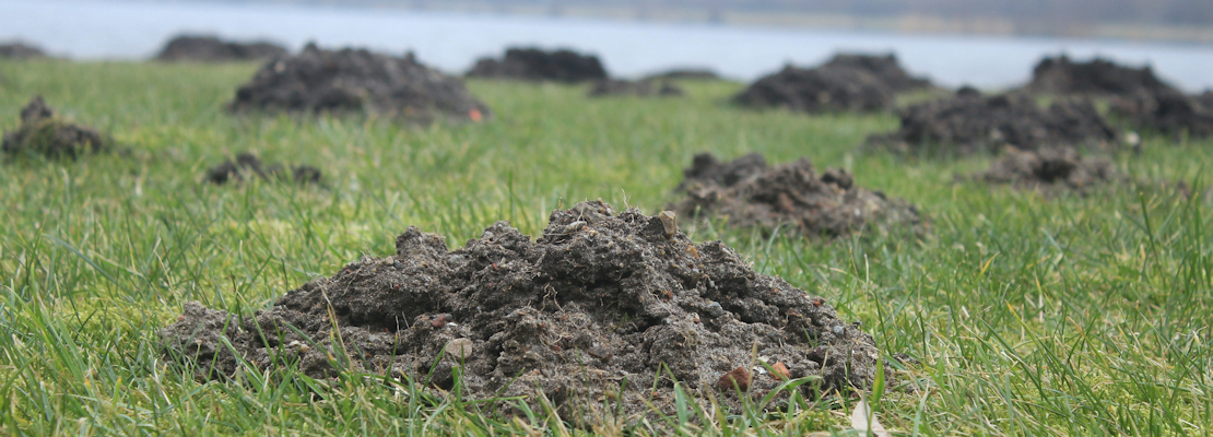 Mole hills on a grassy river bank