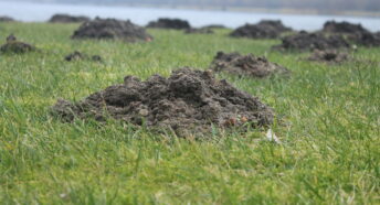 Mole hills on a grassy river bank