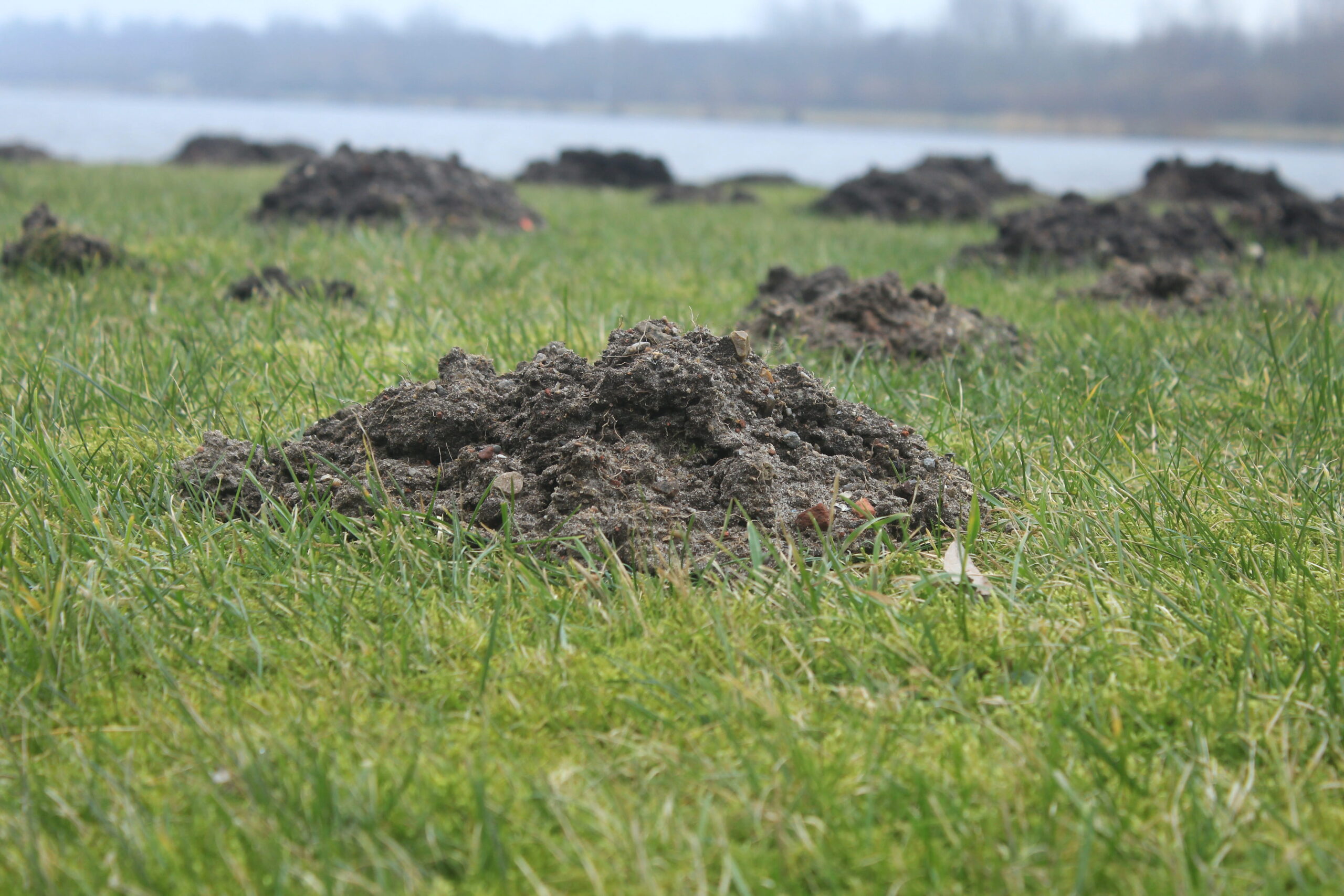 Mole hills on a grassy river bank