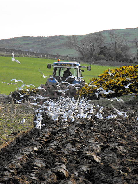 A flock of seagulls following a tractor while ploughing