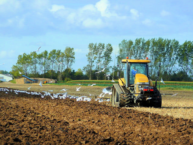 A flock of seagulls following a tractor while ploughing