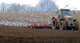 A flock of seagulls following a tractor while ploughing