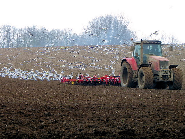 A flock of seagulls following a tractor while ploughing