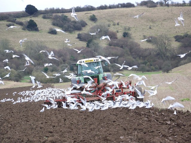 A flock of seagulls mobbing a tractor while ploughing
