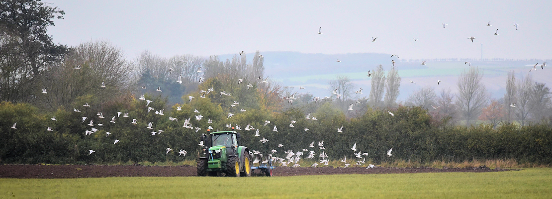 Seagulls following a tractor while ploughing