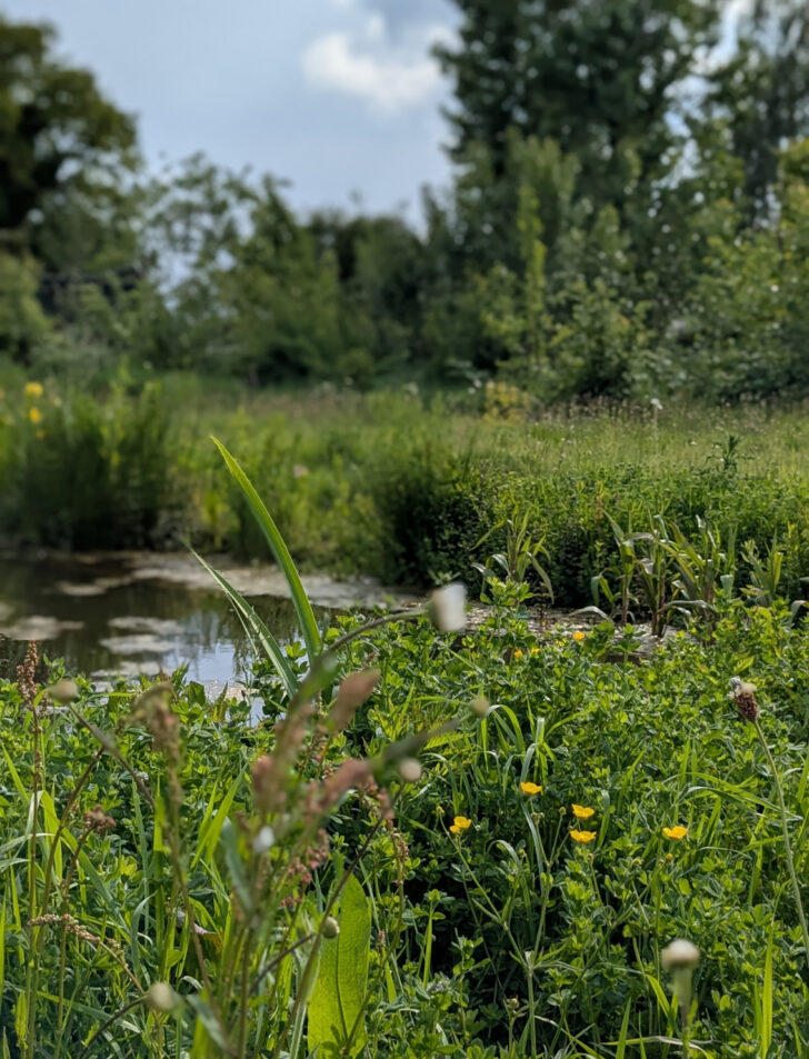 A variety of wildflowers around the pond at Martha's Meadow
