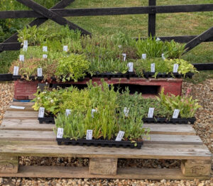 Wildflower plug trays donated by Harrowden Turf