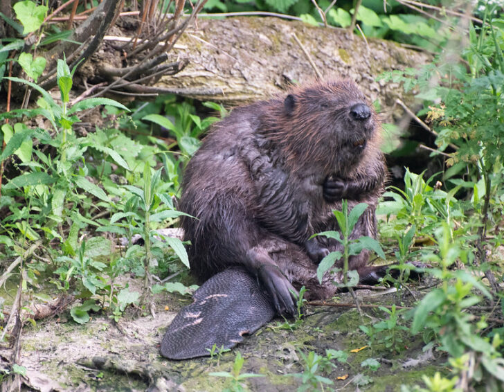 A European beaver