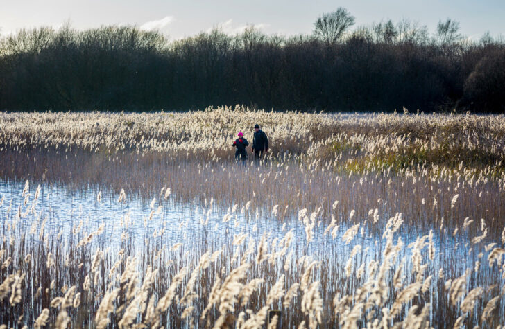 Two people walk through reedbeds in winter at Redgrave and Lopham Fen