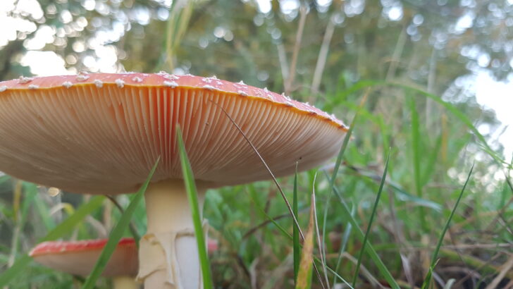 A fly agaric mushroom photographed at ground level