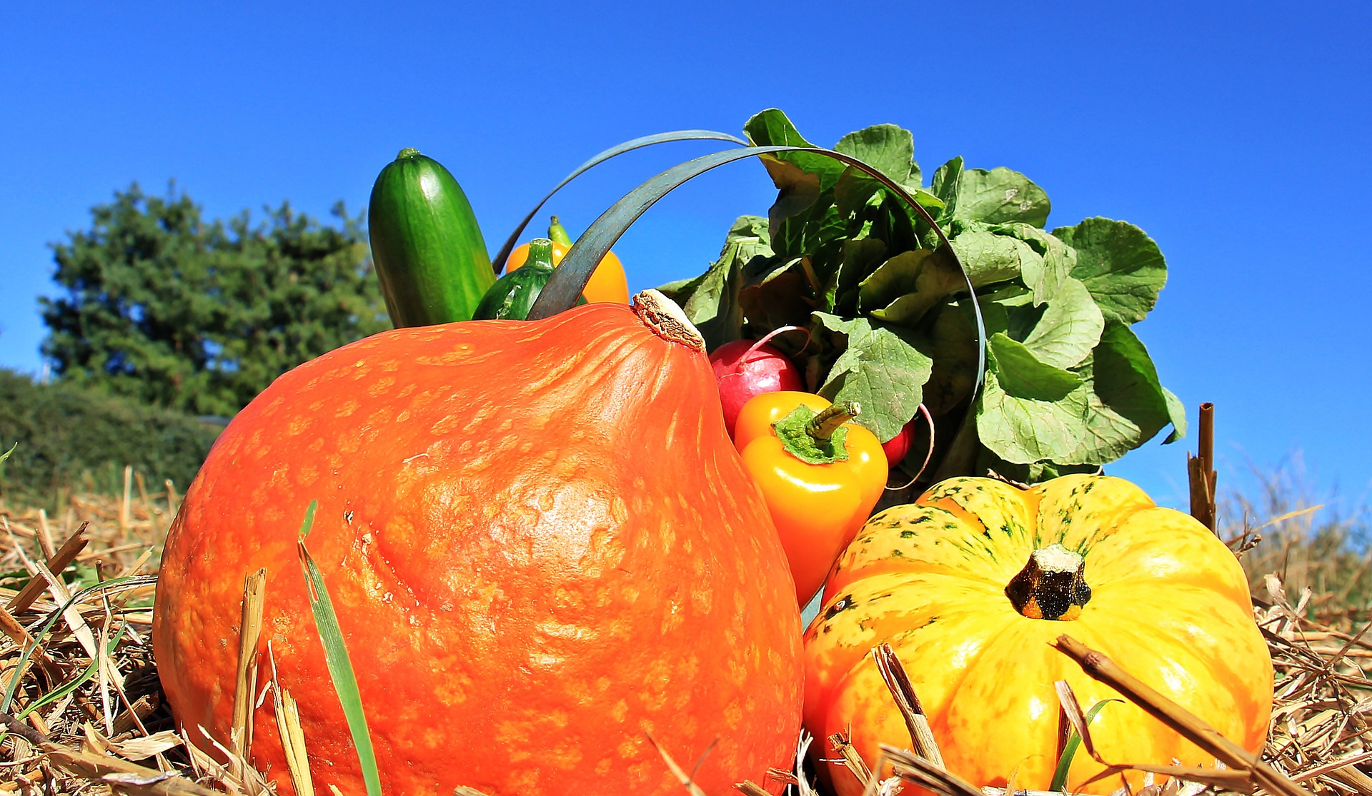A display of autumnal vegetables including large pumpkins