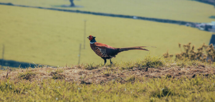 A male pheasant walks in a field in the foreground with the landscape of farmland stretching out behind him.