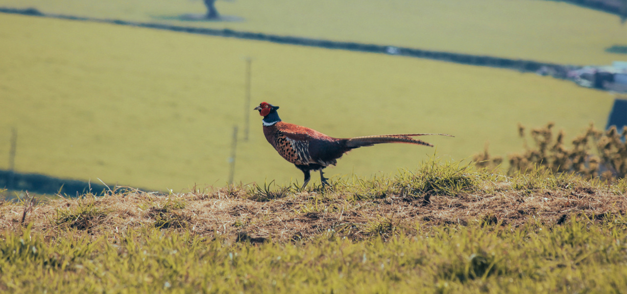 A male pheasant walks in a field in the foreground with the landscape of farmland stretching out behind him.
