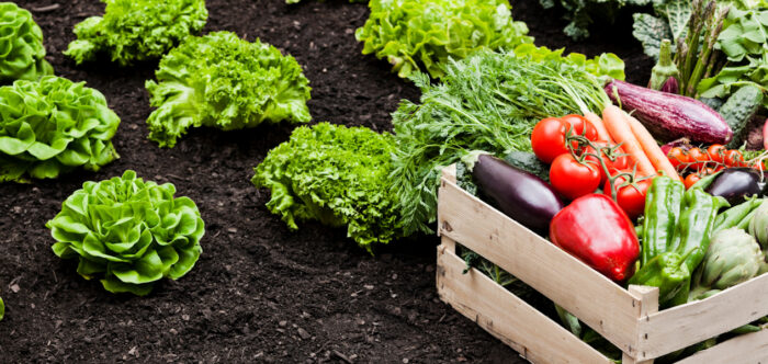 A wooden crate filled with fresh vegetables located in a bed of lettuce plants