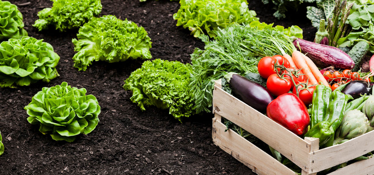 A wooden crate filled with fresh vegetables located in a bed of lettuce plants