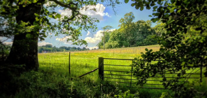 A countryside landscape with a peaceful green field surrounded by native trees.