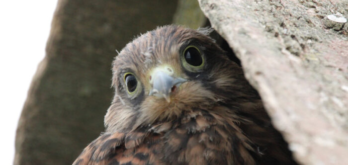 Close up of a young kestrel looking directly at the camera