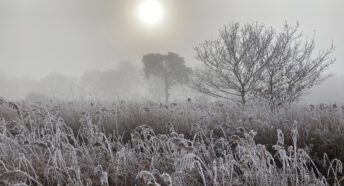 Frost-covered reeds and trees backlit by the low winter sun on Lopham Fen, Norfolk