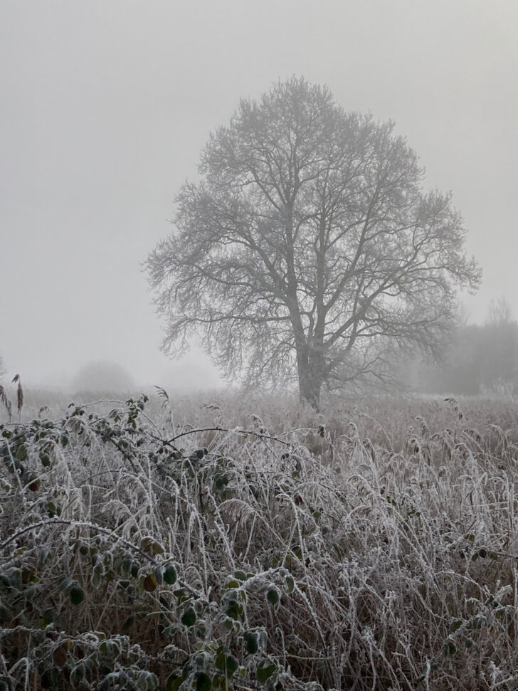 Frost-covered reeds, brambles and trees on Lopham Fen, Norfolk