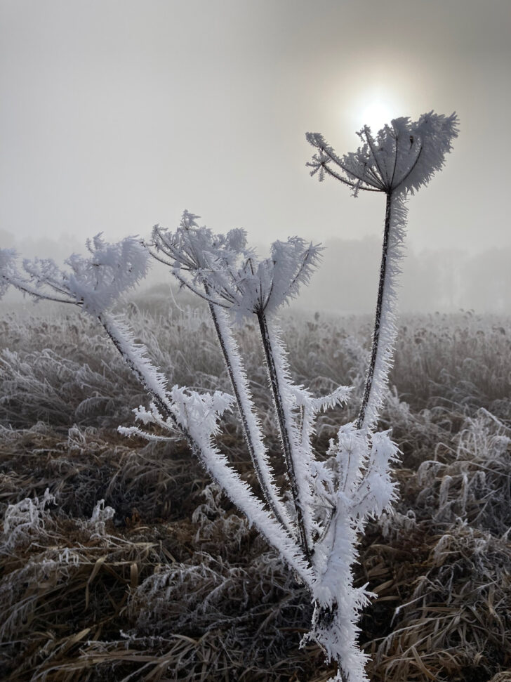 A frost-covered wild plant backlit by the low winter sun on Lopham Fen, Norfolk