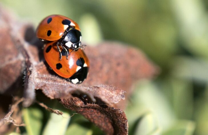 Two British 7-spot ladybirds on a dried leaf