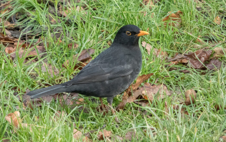 A close-up of a male blackbird standing on grass