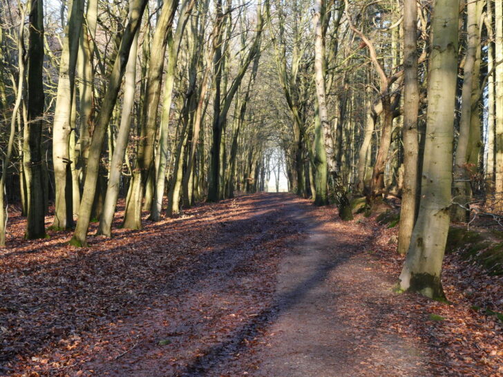 Looking northwards along a path through North Walsham Heath Plantation in the parish of Westwick, Norfolk