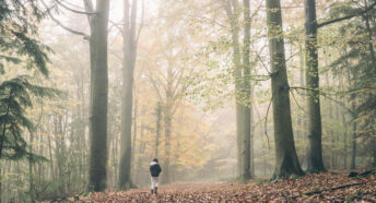 Person Walking Alone in a Misty Forest with Tall Green Trees