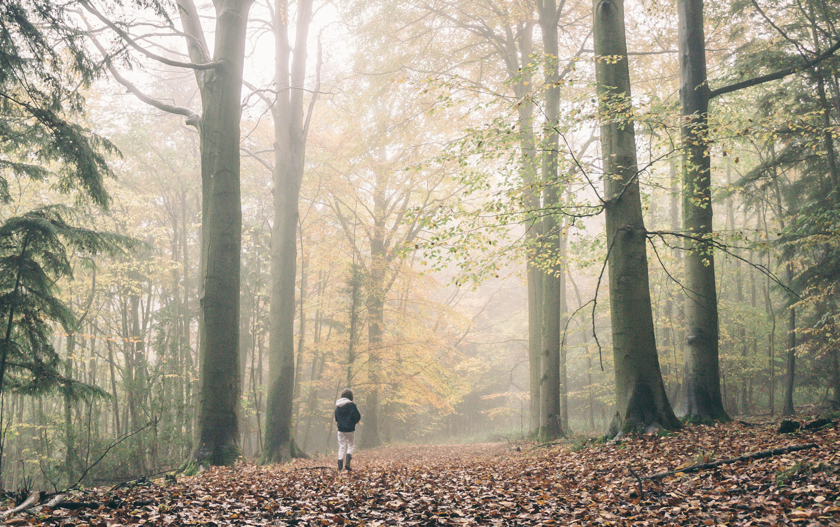 Person Walking Alone in a Misty Forest with Tall Green Trees