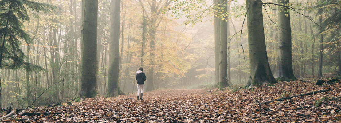 Person Walking Alone in a Misty Forest with Tall Green Trees
