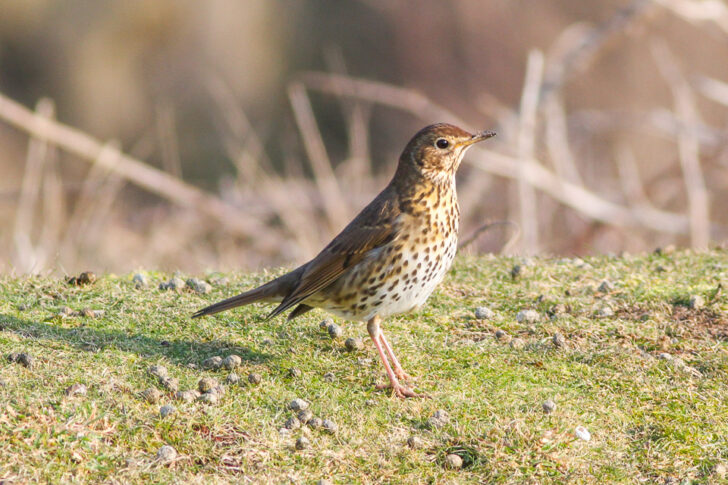 A song thrush standing on the ground
