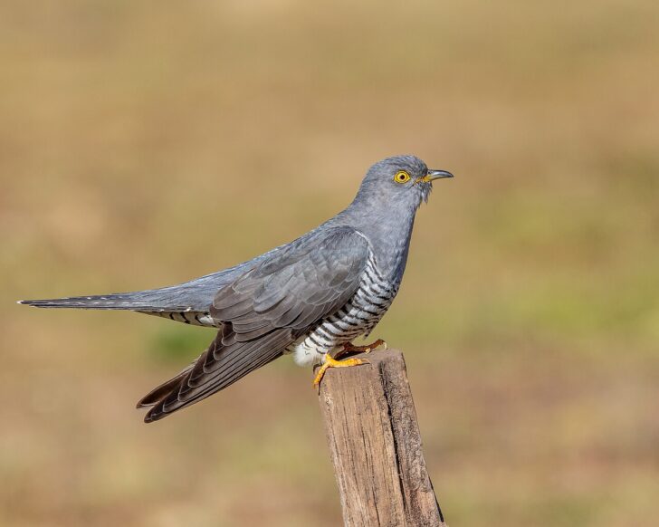 A Common cuckoo (cuculus canorus) at Thursley Common, Surrey, UK